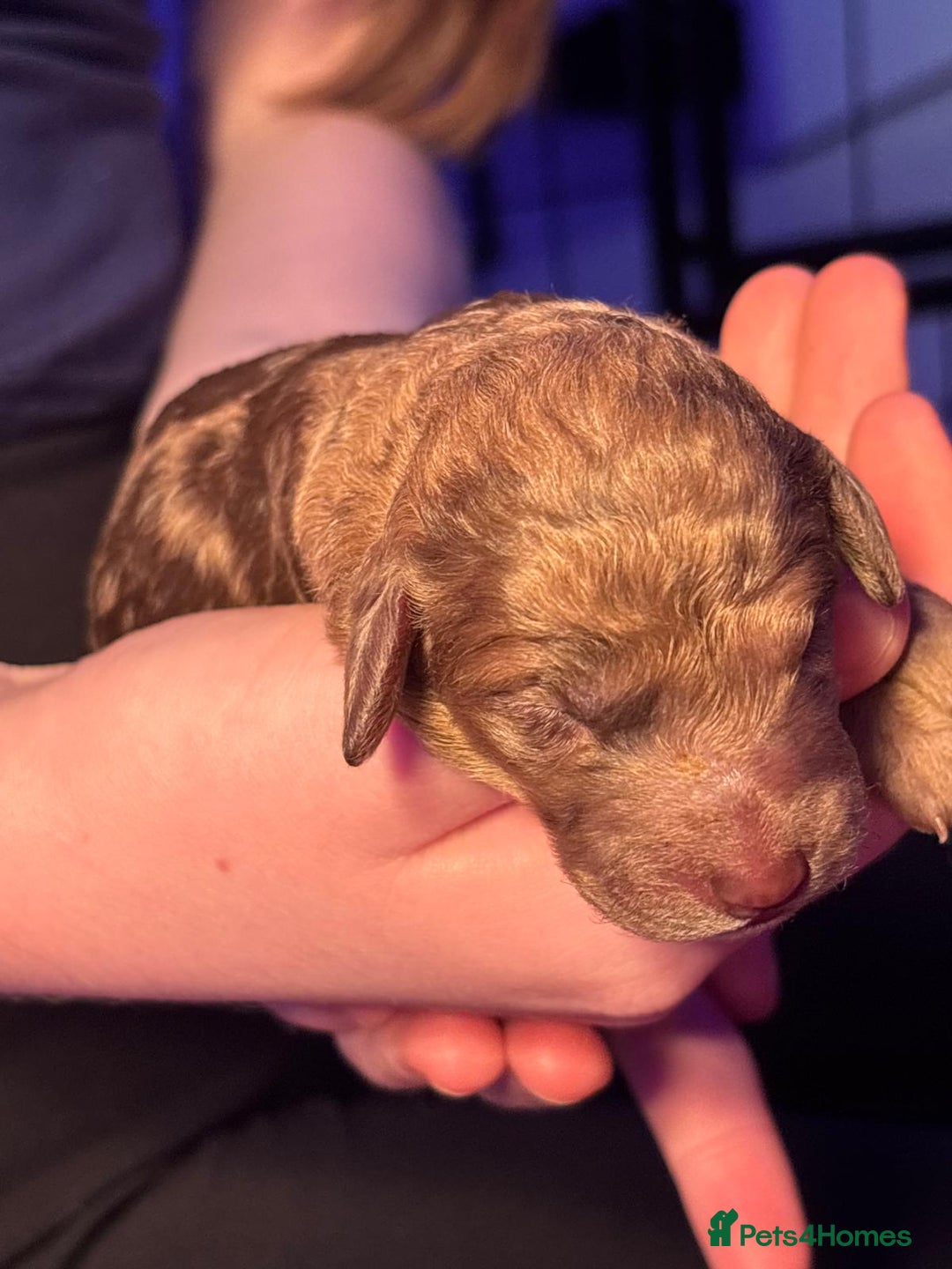 Mixed Breed dogs for sale: Merle Goldendoodle x Irish doodle - Advert 23