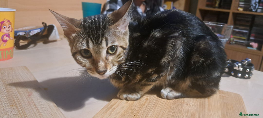 Bengal cats for sale: Female Bengal Kitten £400 - Image 3