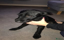 Mixed Breed dogs for sale: Jack-a-poo 7 months old  - Image 3
