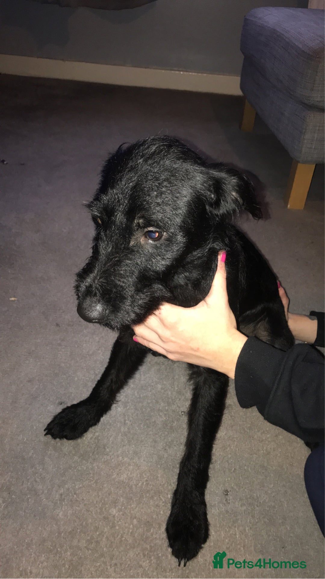 Mixed Breed dogs for sale: Jack-a-poo 7 months old  - Image 3