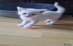 Mixed Breed cats for sale: Kittens for sale - Image 3
