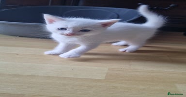 Mixed Breed cats - Advert 11