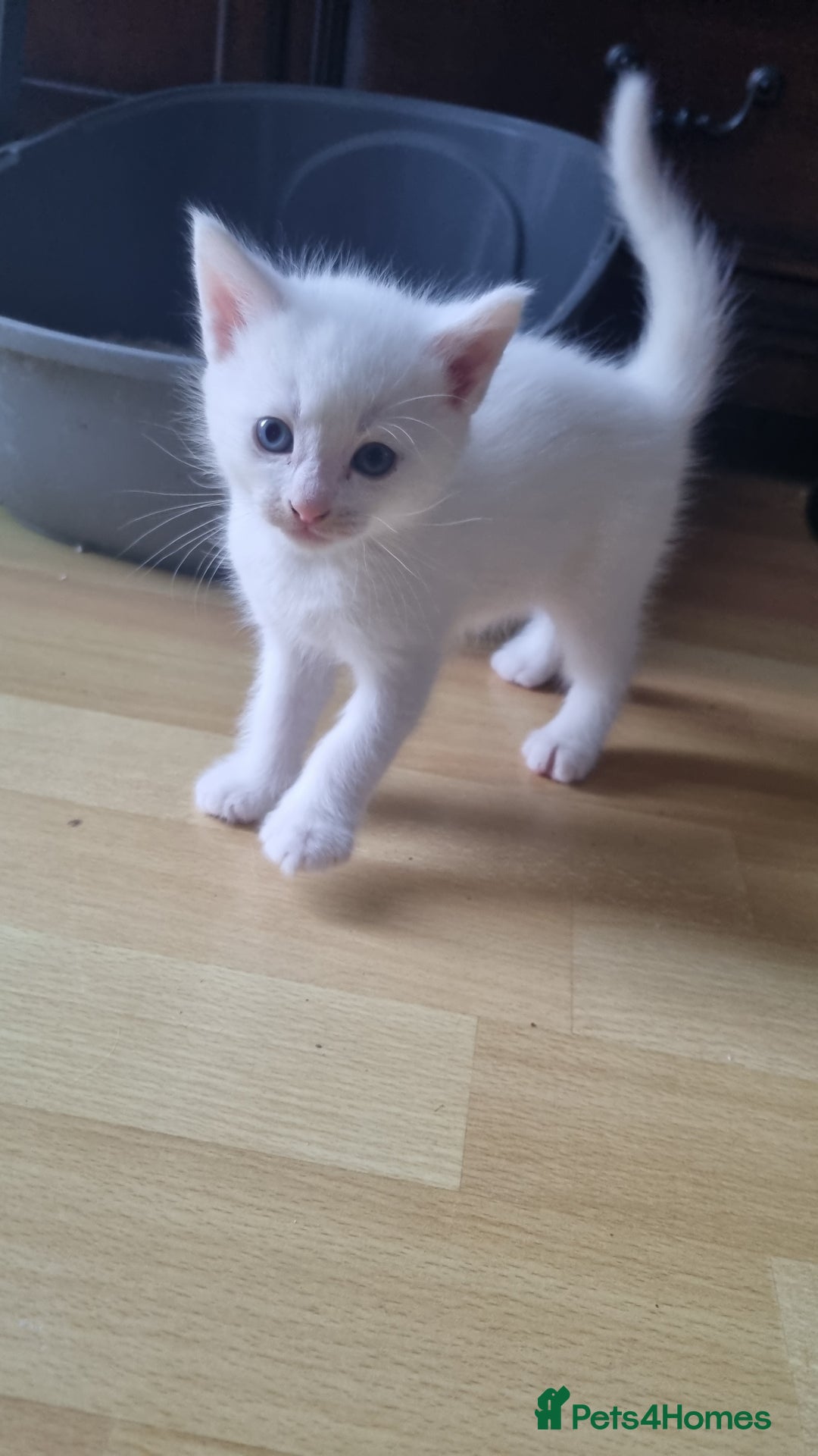 Mixed Breed cats for sale: Kittens for sale - Image 3