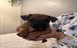 Jack Russell dogs for sale: Jack Russell puppies - Advert 2