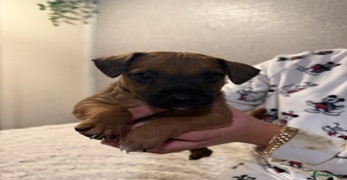 Jack Russell dogs Jack Russell puppies - Advert 3