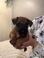 Jack Russell dogs Jack Russell puppies - Advert 5