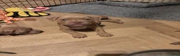 American Bully dogs for sale: American bully puppies  - Advert 27