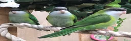 Parakeets birds for sale: Sierra parakeets hand reared silly tame  in ELY - Advert 3