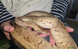 Python Snake reptiles for sale: Royal python Bolton area - Image 5
