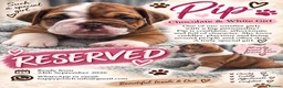 Olde English Bulldogge dogs for sale: GORGEOUS OLDE ENGLISH BULLDOGGE PUPPIES - Advert 8