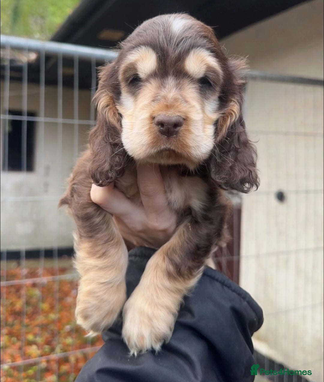 Cocker Spaniel dogs for stud: KC Reg SABLE HEALTH TESTED COCKER SPANIEL - STUD in Bishop's Stortford - Advert 15