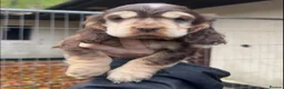 Cocker Spaniel dogs for stud: KC Reg SABLE HEALTH TESTED COCKER SPANIEL - STUD in Bishop's Stortford - Advert 15