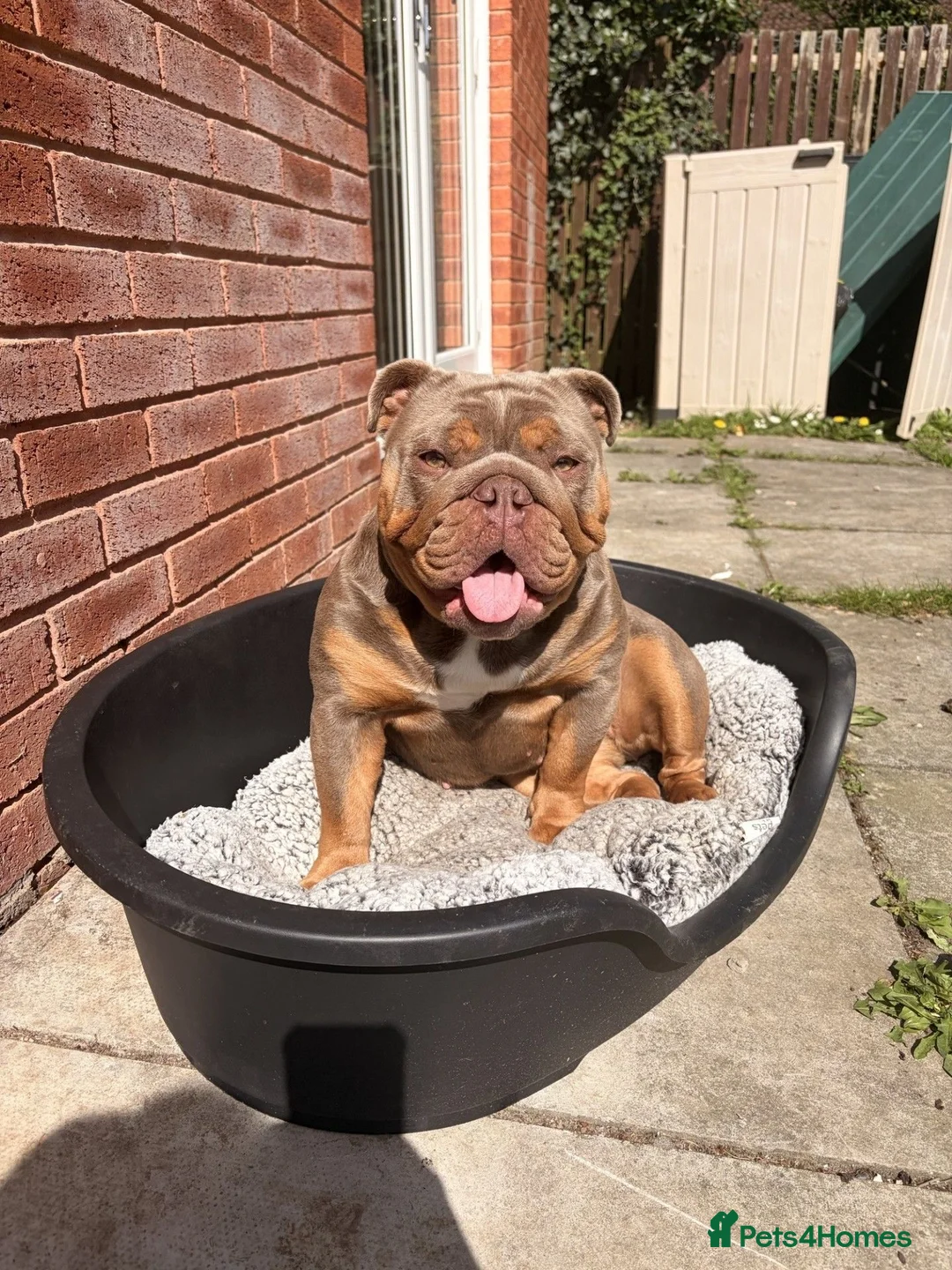 English Bulldog dogs for sale: KC Reg English bulldog female - Advert 2