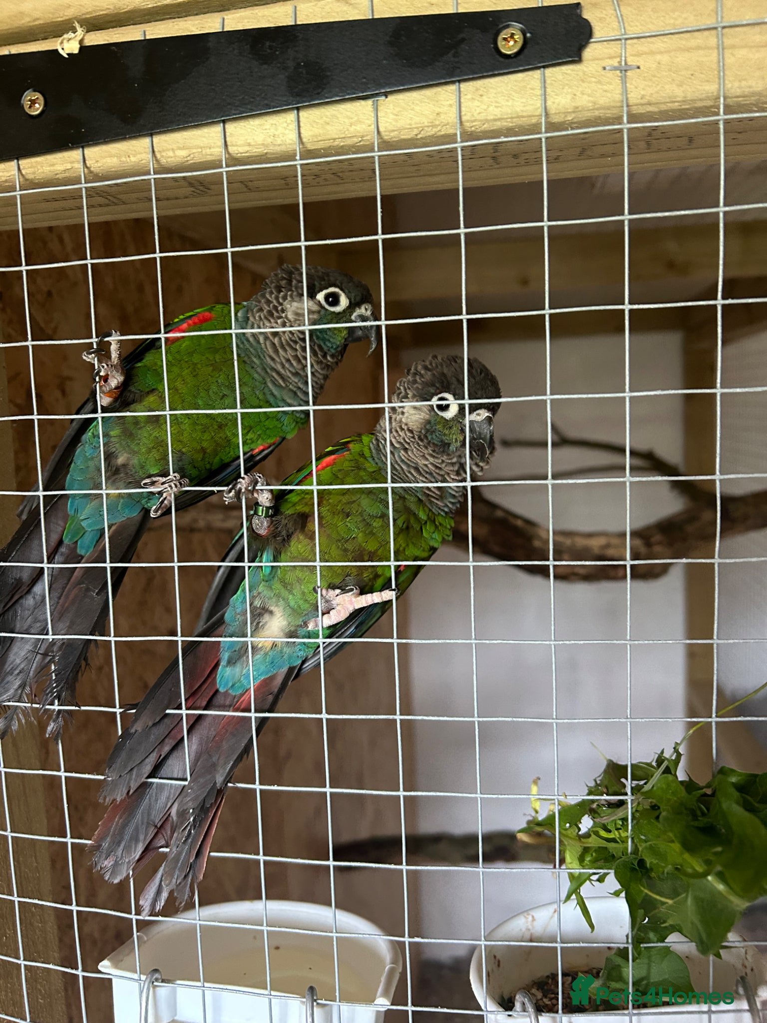 Conures birds Pearly conures  - Advert 1