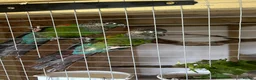 Conures birds for sale: Pearly conures  - Advert 1