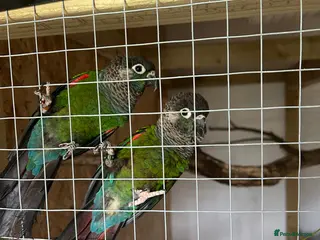 Conures birds Pearly conures - Advert 1