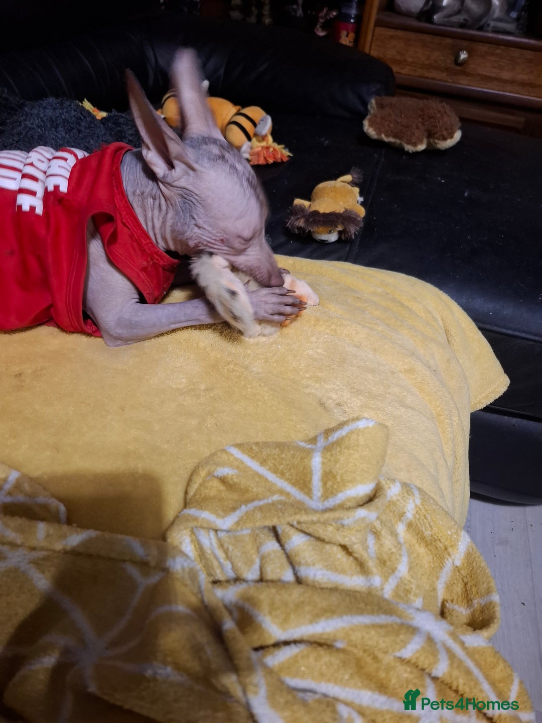 Mexican Hairless dogs for sale: Beautiful little boy 18week old - Advert 12