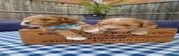 Poochon dogs for sale: Health tested beautiful poochons  - Advert 23