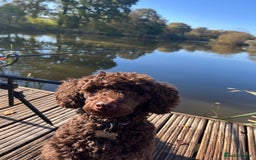 Miniature Poodle dogs for sale: Miniature Poodle (2 Years old) - Image 3