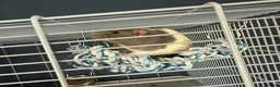 Rat rodents for sale: 2 male rats  - Advert 3