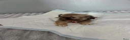 Shih Tzu dogs for sale: Beautiful shih tzu babies in Barnsley - Advert 15