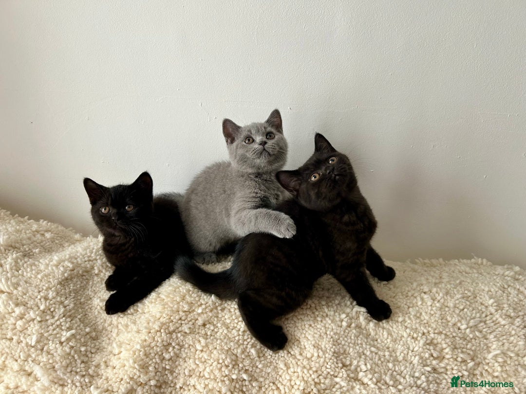 British Shorthair cats for sale: Ready to go pure breed British shorthair kittens - Image 10