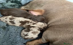 Dachshund dogs for sale: Beautiful litter of dachshund puppies  - Image 2