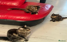 Maine Coon cats for sale: 2 GIRLS LEFT Purebred Maine Coon Kittens Blackburn - Image 13