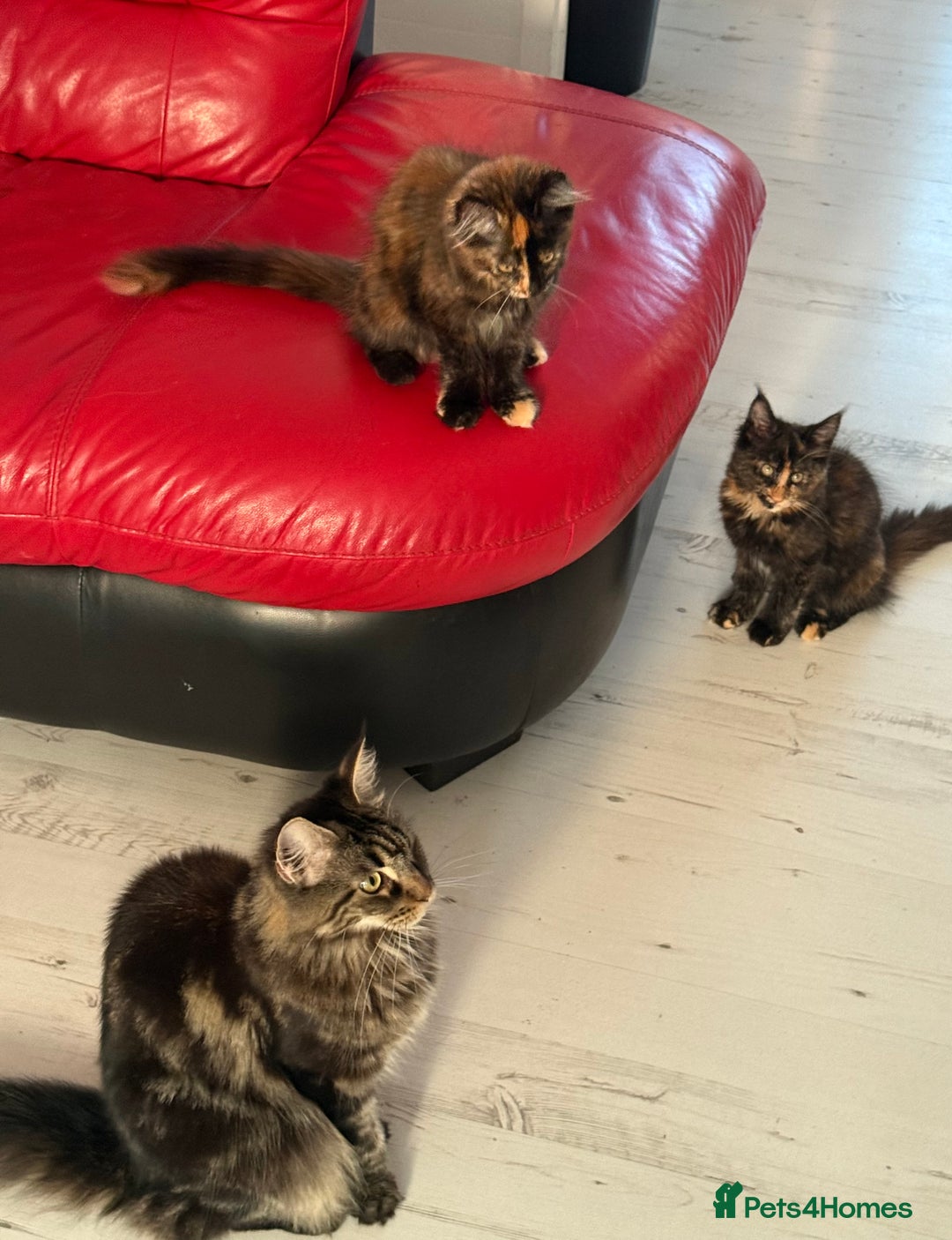 Maine Coon cats for sale: 2 GIRLS LEFT Purebred Maine Coon Kittens Blackburn - Image 13