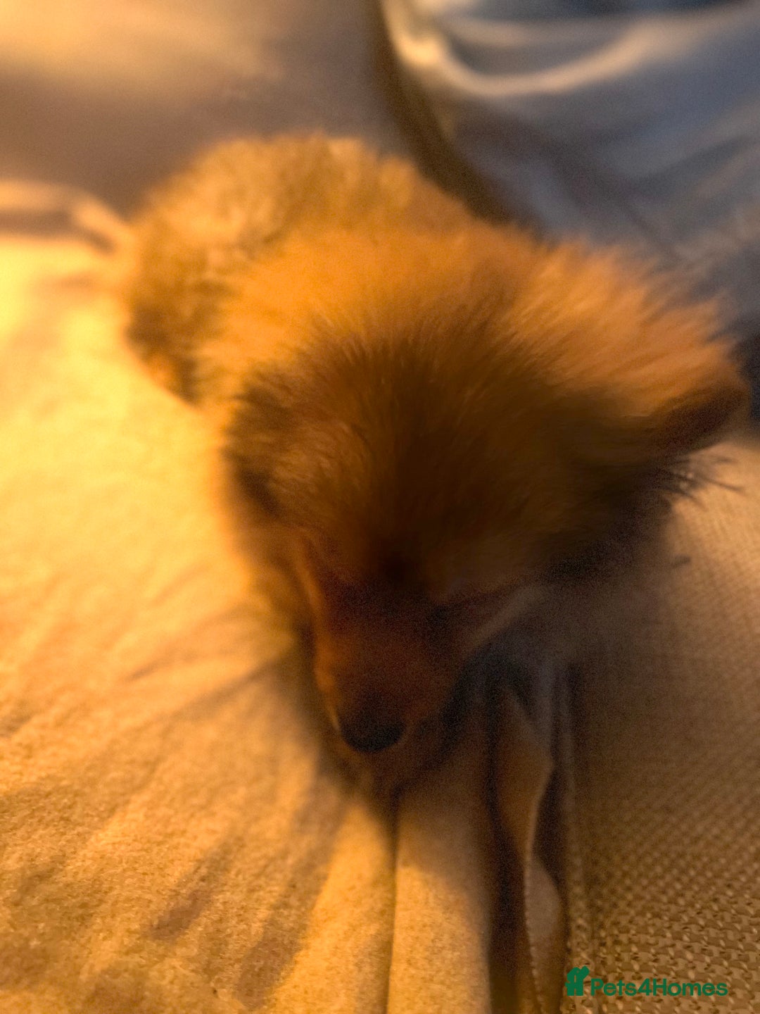 Mixed Breed dogs for sale: Forever Home Wanted  - Advert 3