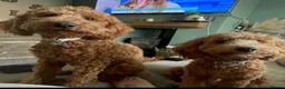 Cockapoo dogs for sale: Cockapoo babies in Warrington - Advert 9