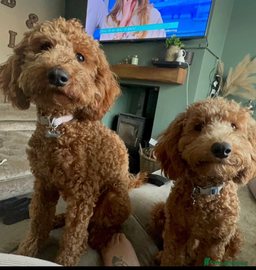 Cockapoo dogs for sale: Cockapoo babies in Warrington - Advert 9