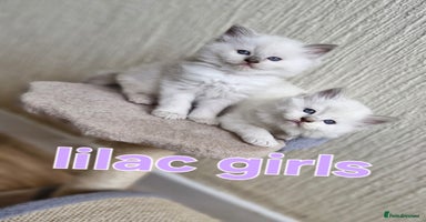 Ragdoll cats - Advert 4