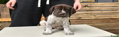 German Shorthaired Pointer 6