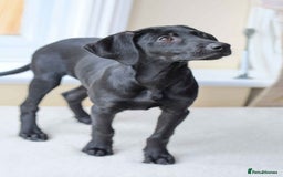 Mixed Breed dogs for adoption: Ms Bean - Image 7