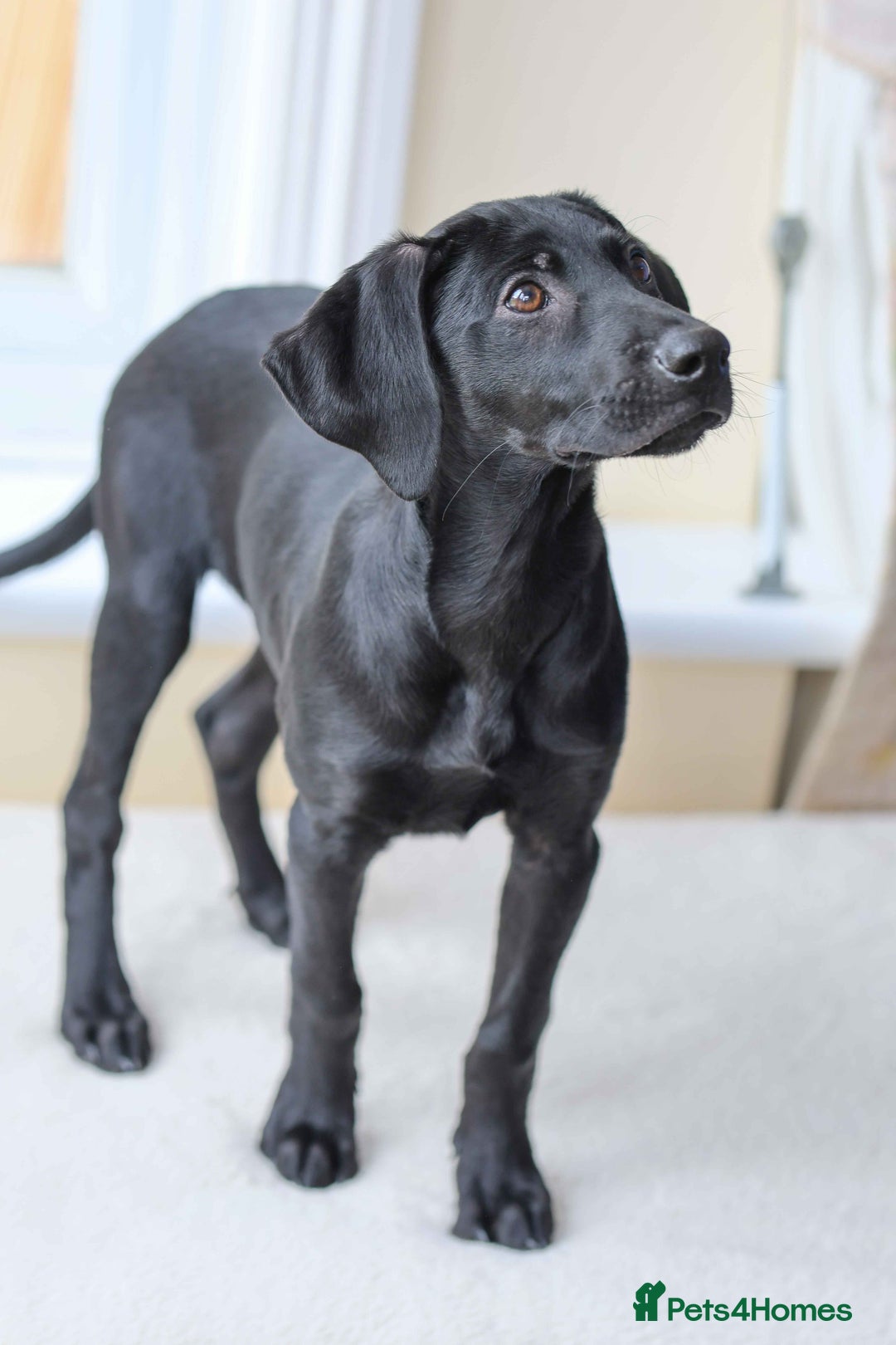 Mixed Breed dogs for adoption: Ms Bean - Image 7