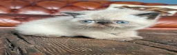 Exotic cats for sale: Last Remaining  Exotic Shorthair Kitten - Advert 31