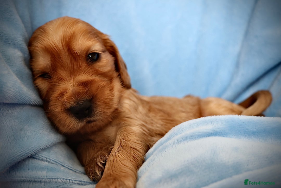 Cocker Spaniel dogs for sale: Beautiful family SHOW cocker spaniels LAST 2 - Image 15