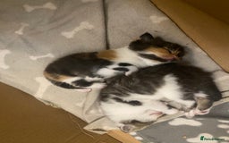 Mixed Breed cats for sale: Gorgeous Maine coon X blue kittens - Image 4
