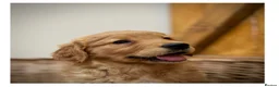 Golden Retriever dogs for sale: Quality KC Registered Golden Retriever Puppies - Advert 7