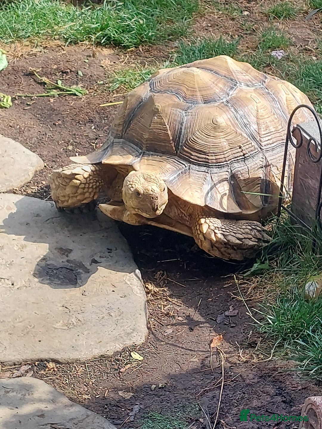 Tortoise reptiles for sale: Male sulcata tortoise 10 years old - Image 12