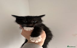 Mixed Breed cats for sale: 7 beautiful kittens available. - Image 7