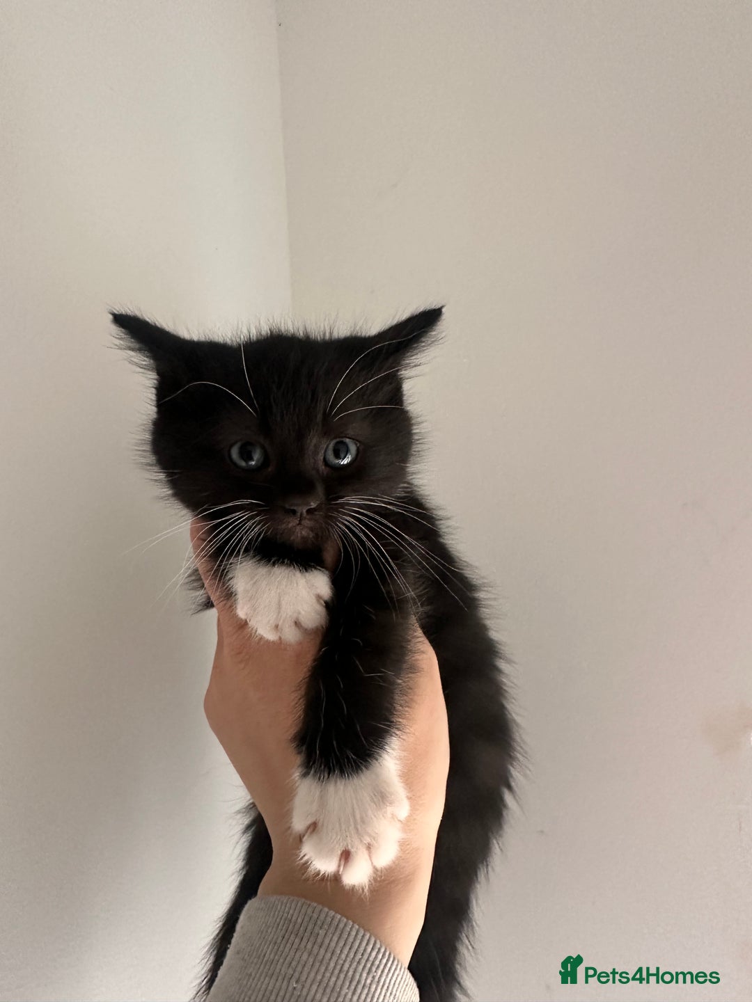 Mixed Breed cats for sale: 7 beautiful kittens available. - Image 7