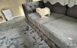 Pomeranian dogs for sale: Pomeranian puppies  - Image 20