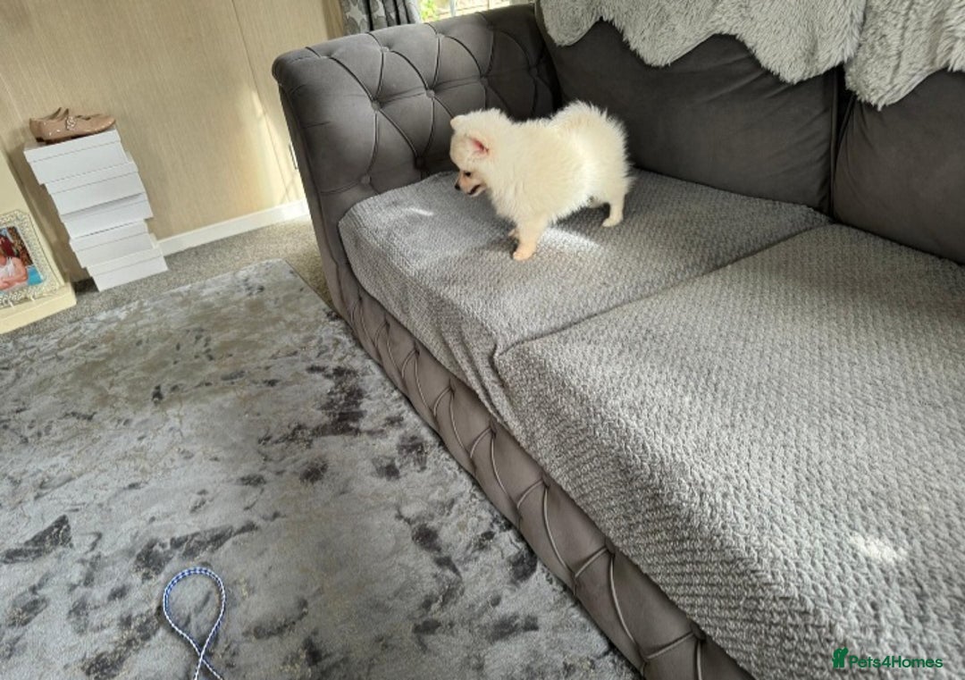 Pomeranian dogs for sale: Pomeranian puppies  - Image 20