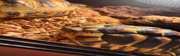 Tortoise reptiles for sale: 2 available  - Advert 1