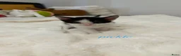 Mixed Breed cats for sale: 6 Mixed breed kittens  - Advert 23