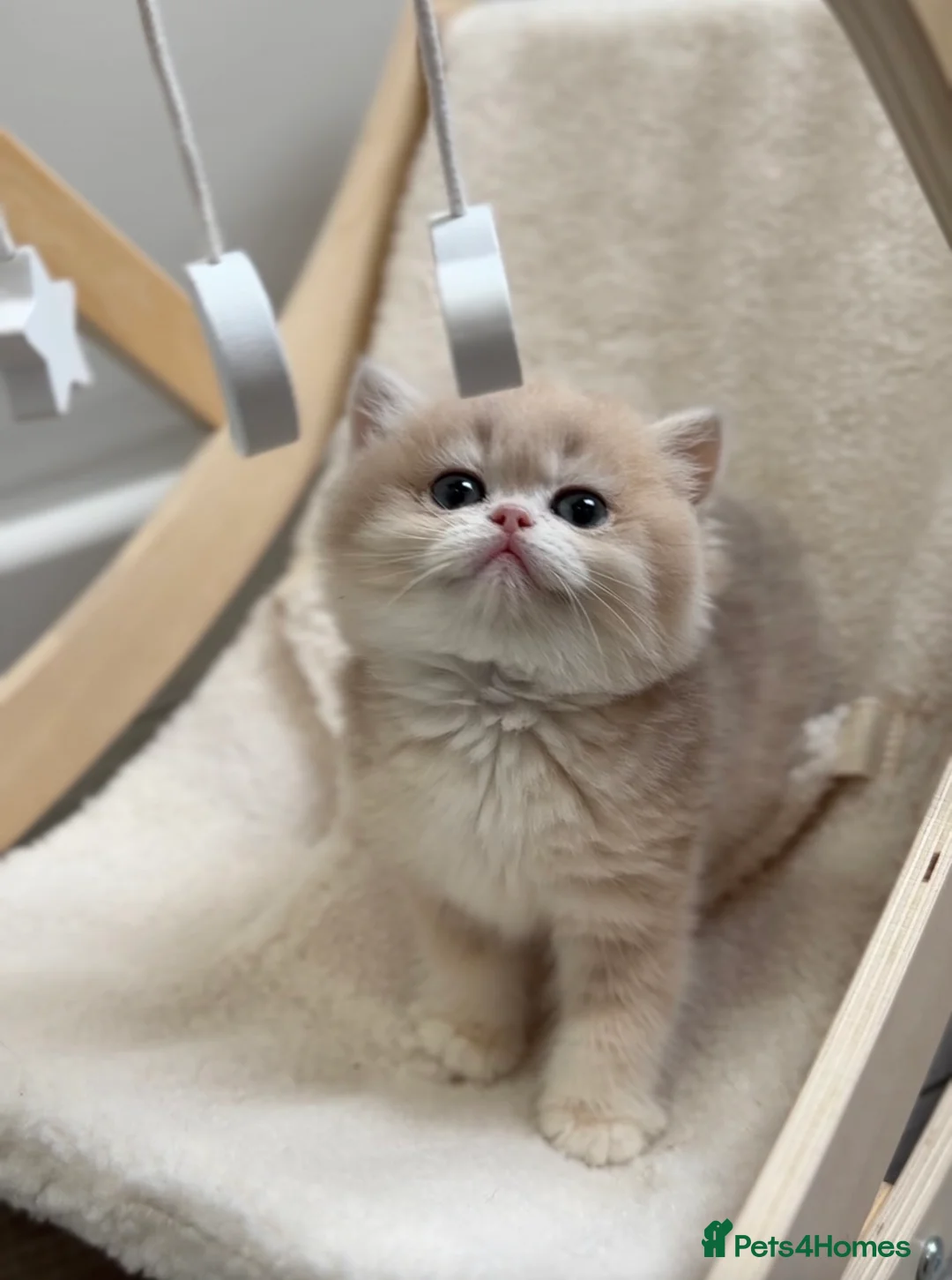 British Shorthair cats for sale: Golden Blue British Shorthair kittens - Advert 32