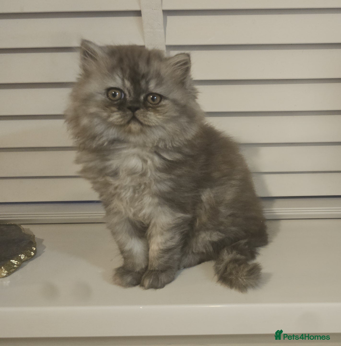 Persian cats URGENT 1 smoke girl. - Advert 1