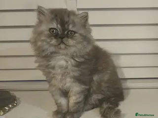 Persian cats URGENT 1 smoke girl. - Advert 9